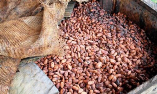 Kololobe Cocoa Dealers