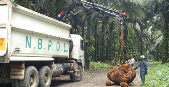 A truck labelled NBPOL is lifting a raw chunk of material inside to be processed into palm oil. Two workers ensure the material is loaded safely. 