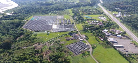 Crocodile conservation in Papua New Guinea: a model of tradition, commerce and sustainability